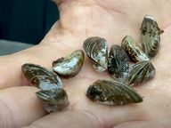 Thumbnail for video: “Zebra mussels: Five generating stations successfully treated”.