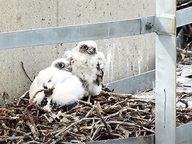 Thumbnail for video: “Peregrine Falcons at Selkirk Generating Station 2020”.