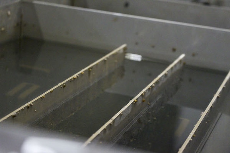 Les moules zébrées tapissent les assiettes d’une bio-box en métal remplie d’eau.