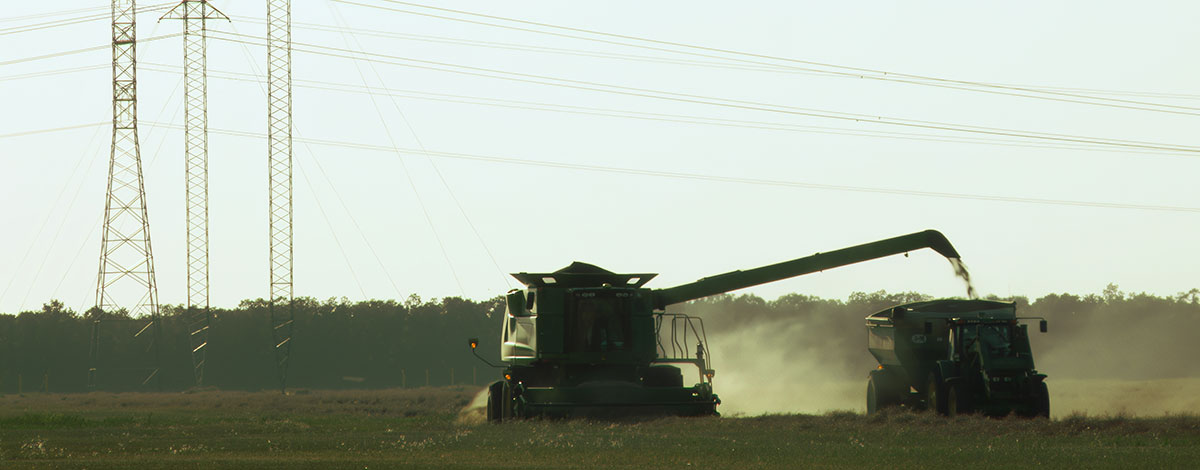Combines in a field with transmission towers in the background.