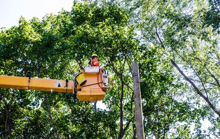 Un employé d’Hydro élague un arbre près d’une ligne électrique.