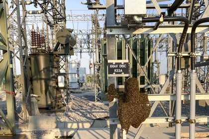 Essaim d’abeilles sur un interrupteur au poste de Rosser