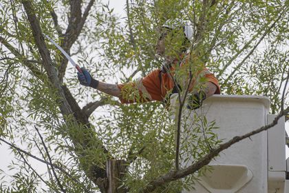 Manitoba Hydro stepping up tree trimming, vegetation management activities to enhance reliability