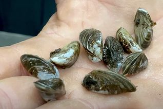 Thumbnail for video: “Zebra mussels: Five generating stations successfully treated”.