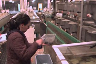 Thumbnail for video: “Sturgeon Conservation Aquaculture”.