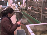 Thumbnail for video: “Sturgeon Conservation Aquaculture”.