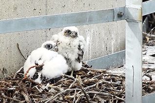 Thumbnail for video: “Peregrine Falcons at Selkirk Generating Station 2020”.