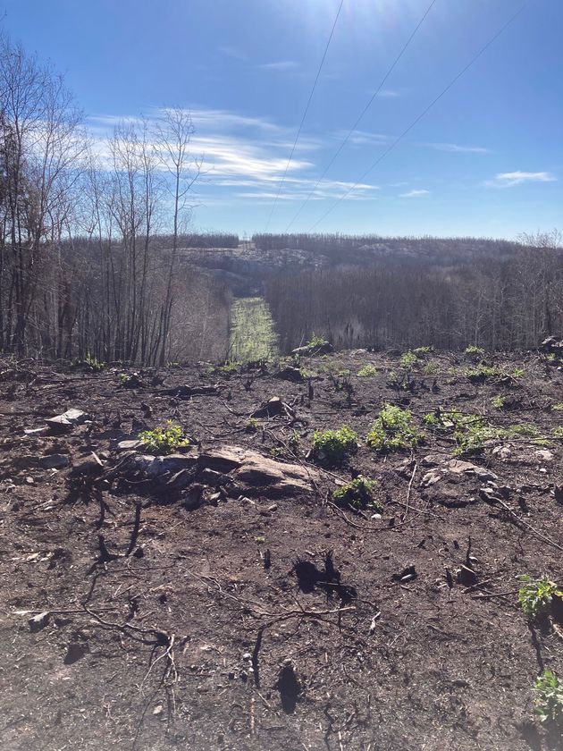 Feuillage clairsemé et roches disséminées au premier plan, laissant place à un panorama d’arbres sans feuilles et à un couloir herbeux sous les lignes électriques.