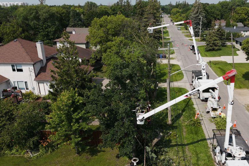 Why we trim trees near power lines