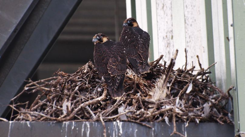 Deux oiseaux dans un nid sur une poutre métallique.