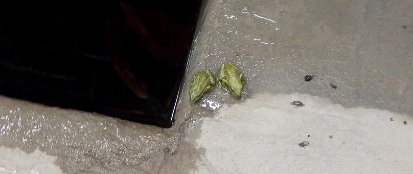 Two Boreal Chorus tree frogs sit in water next to the drain cover.