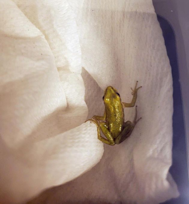 Tiny Boreal Chorus tree frog sits on a damp paper towel.