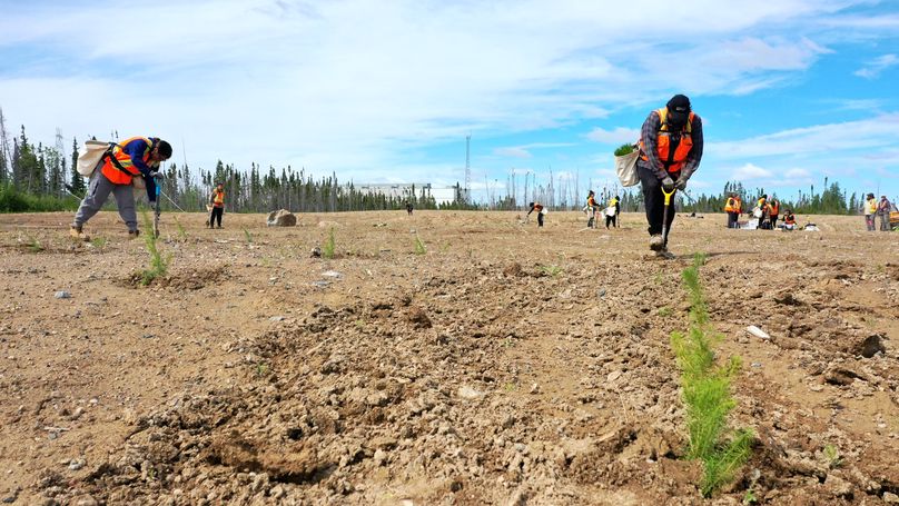 An area of dirt with an evergreen tree sapling in the foreground, while tree planters work in the background.
