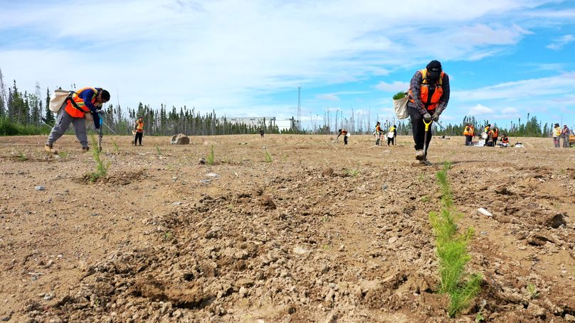 Terrain où l’on voit un jeune arbre à feuilles persistantes au premier plan et des planteurs d’arbres travaillant en arrière-plan