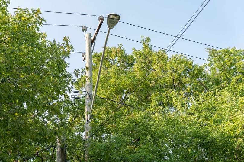 Street light surrounded by overgrown tree branches.