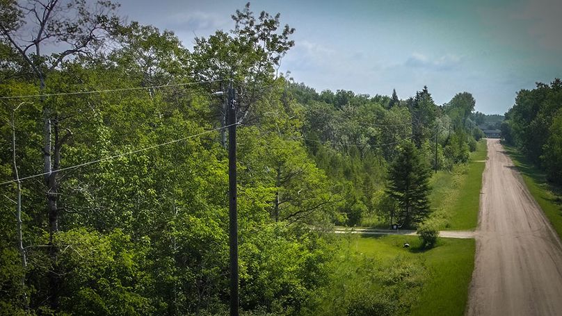 Distribution poles along a rural road surrounded by trees.