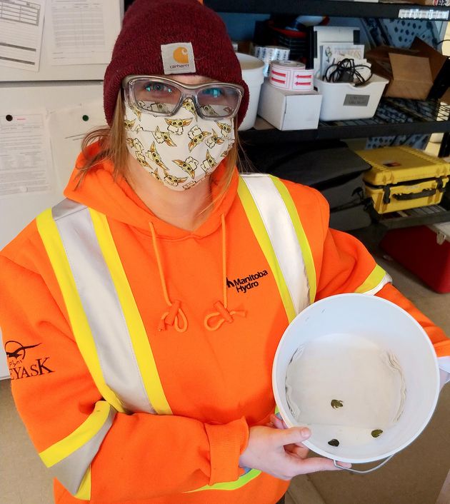 Employee wearing a non-medical mask carries a plastic bucket with three Boreal Chorus tree frogs.