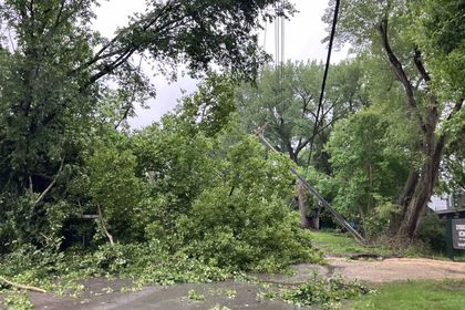 Mean green: why we’re managing vegetation around lines