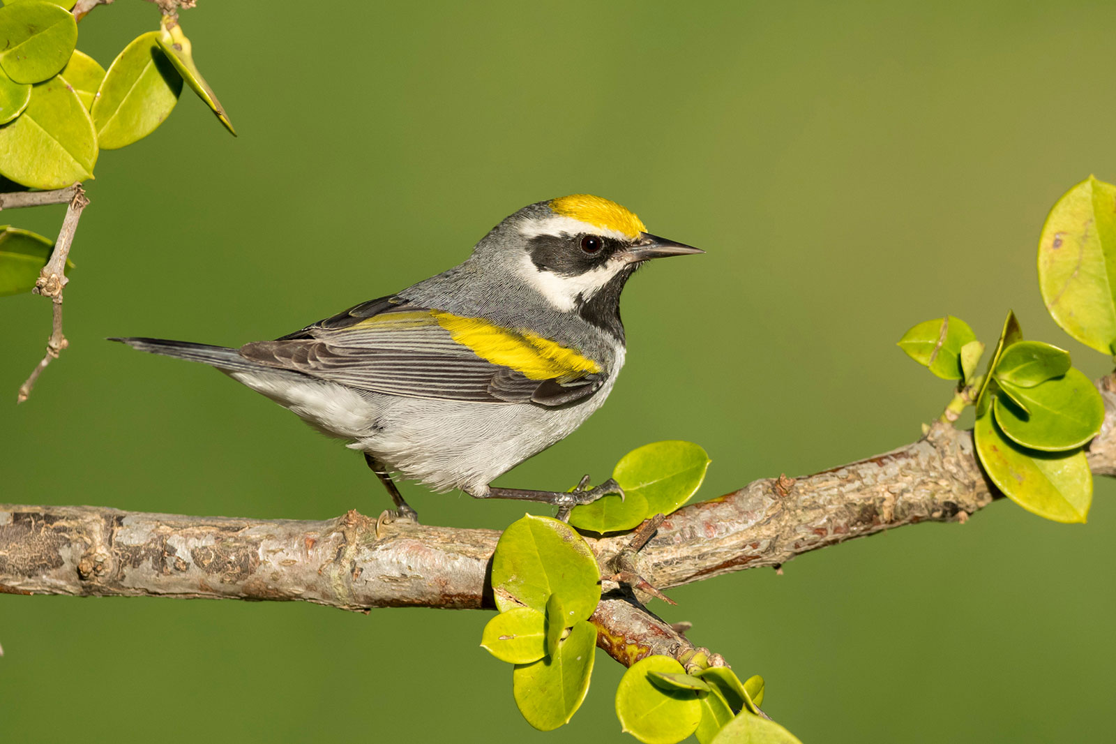 The golden-winged warbler success story