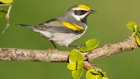 The golden-winged warbler success story