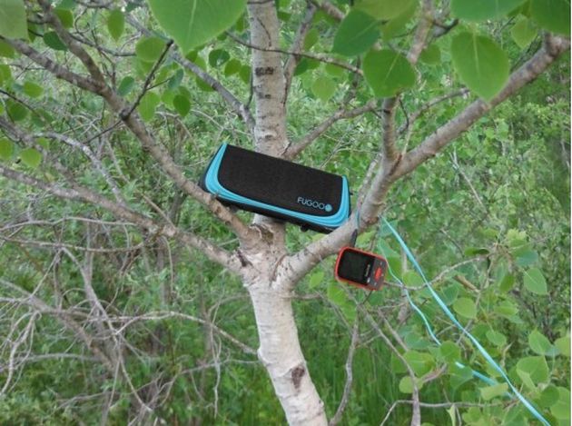 Un haut-parleur portatif et un dispositif GPS sur une branche d’arbre.