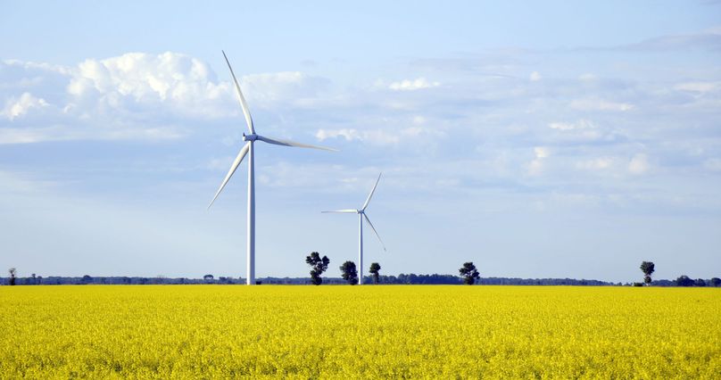 Two wind turbines in a canola field.