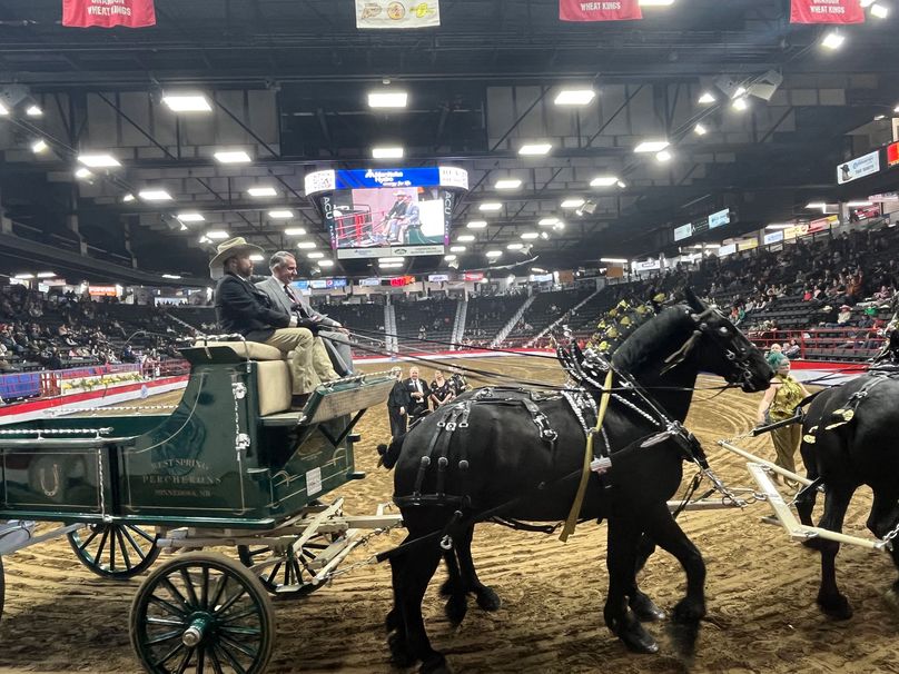 Two people on a wagon pulled by black horses inside an arena.