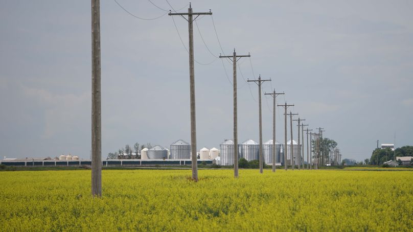 A line of wood transmission poles in a field of canola flowers.
