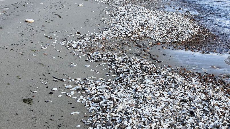 Zebra mussel shells cover the shoreline at a Hecla Island beach.