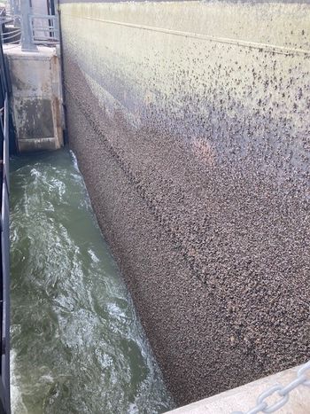 A layer of zebra mussels coat the vertical concrete facing of the Kettle spillway gate.