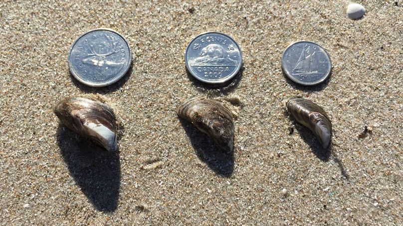 A Canadian quarter, dime and nickel are displayed alongside zebra mussel shells to demonstrate their size range.