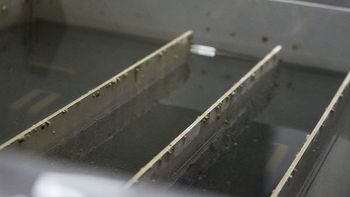 A metal box, containing metal shelves half-submerged in raw water. The shelves all have several zebra mussel fastened to their surfaces.