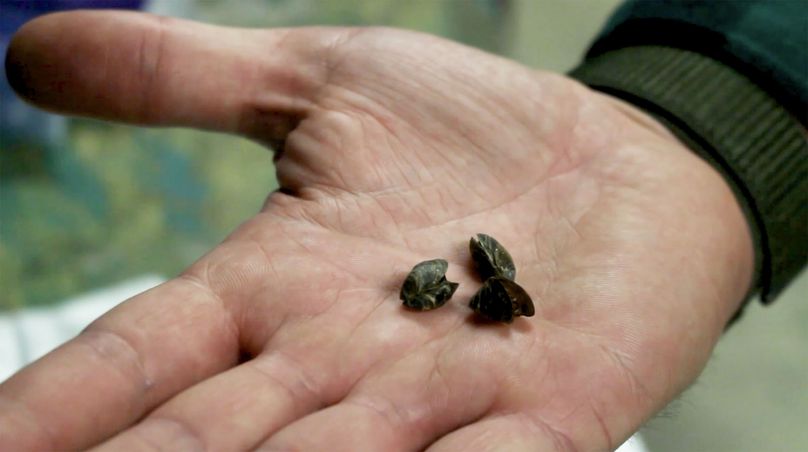 Three zebra mussels sit in the palm of a hand.